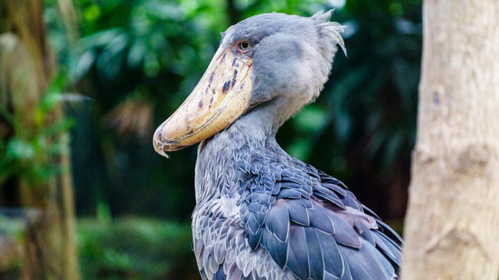 Side view of a Shoebill stork standing near a tree