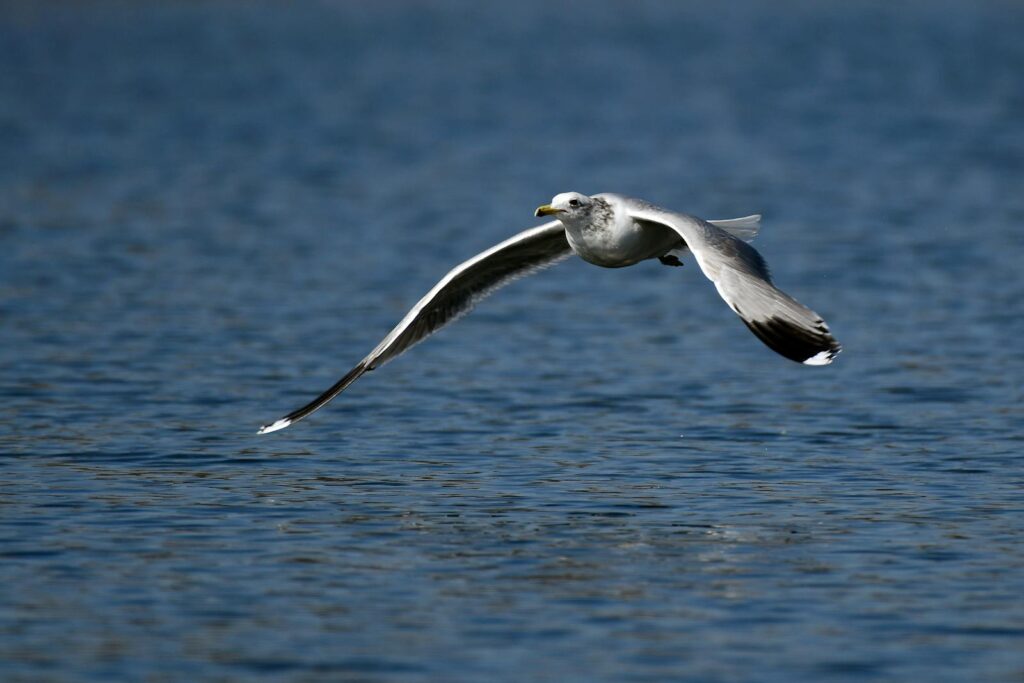 A Common Gull soars gracefully over the water.