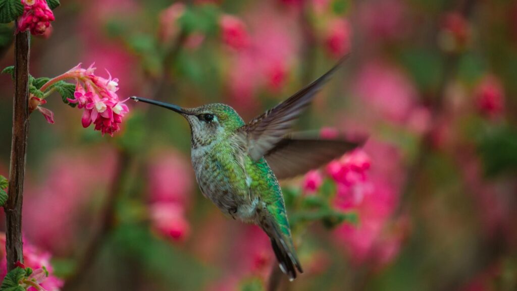 Hummingbird hovering while drinking nectar from Ribes sanguineum flower