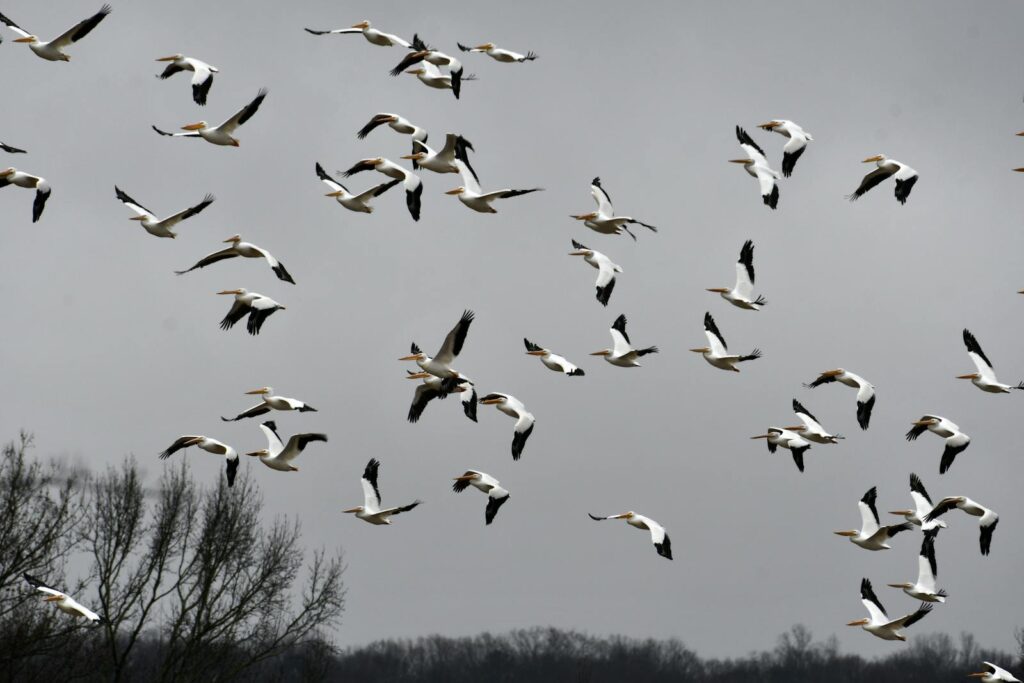 A dynamic flock of American white pelicans flying across the overcast sky.