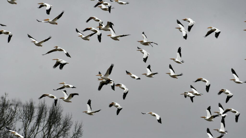 A dynamic flock of American white pelicans flying across the overcast sky.
