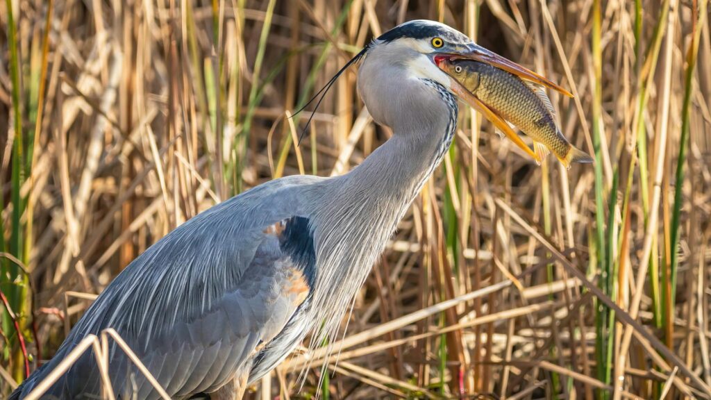 A Great Blue Heron captures a fish amidst tall marsh grasses, showcasing nature's predator-prey dynamic.