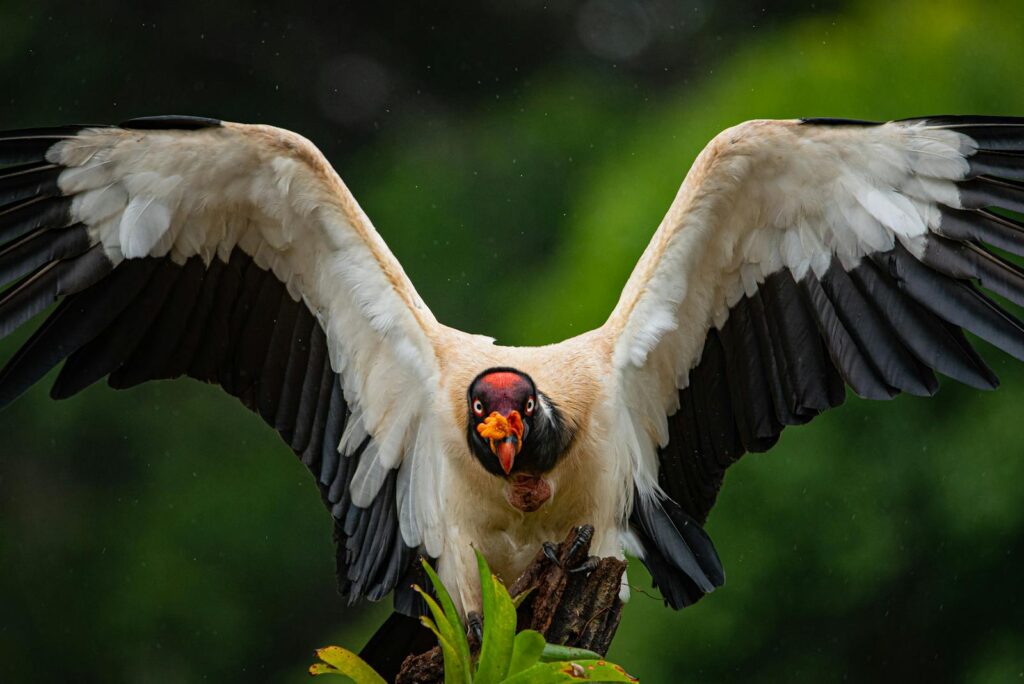 A King Vulture is perched on a branch.