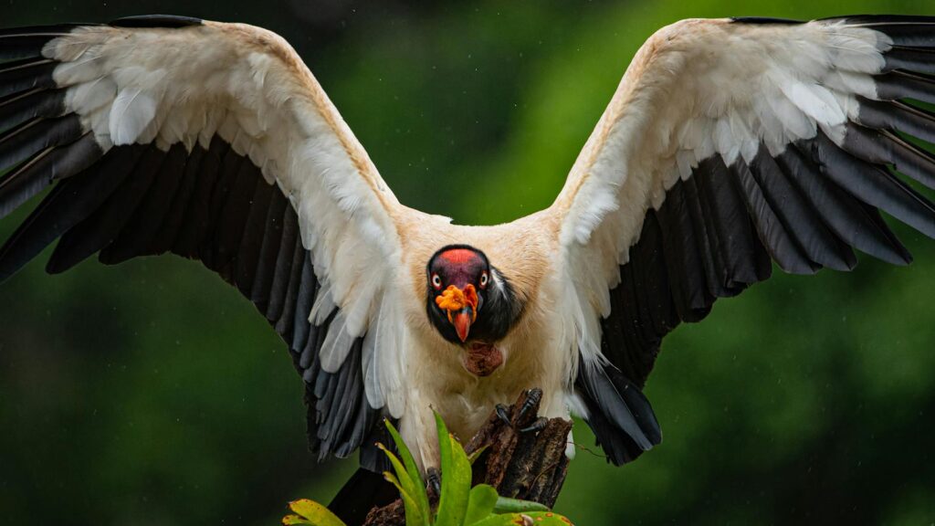 A King Vulture is perched on a branch.