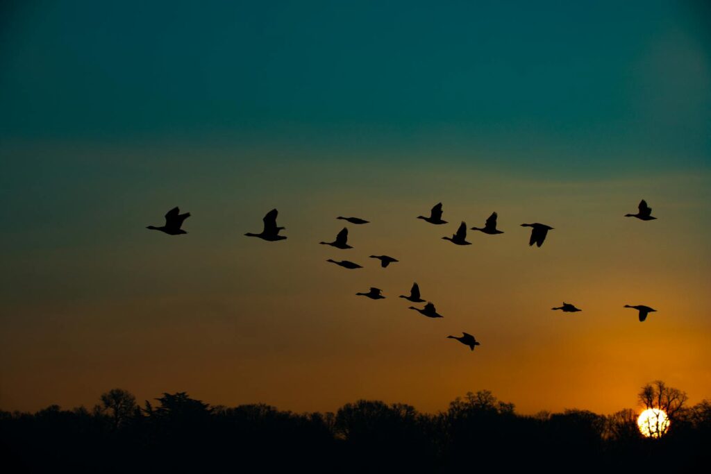 Geese silhouetted against a vibrant sunrise sky in a serene landscape scene.