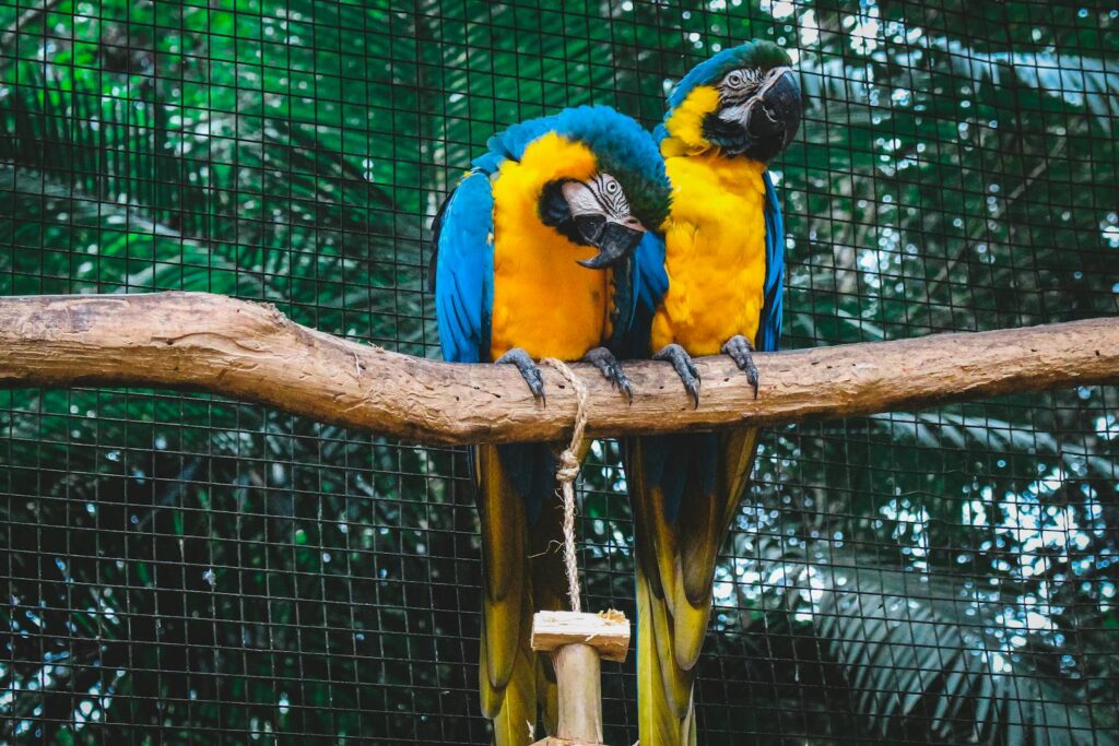 Two stunning blue-and-gold macaws perched on a branch.