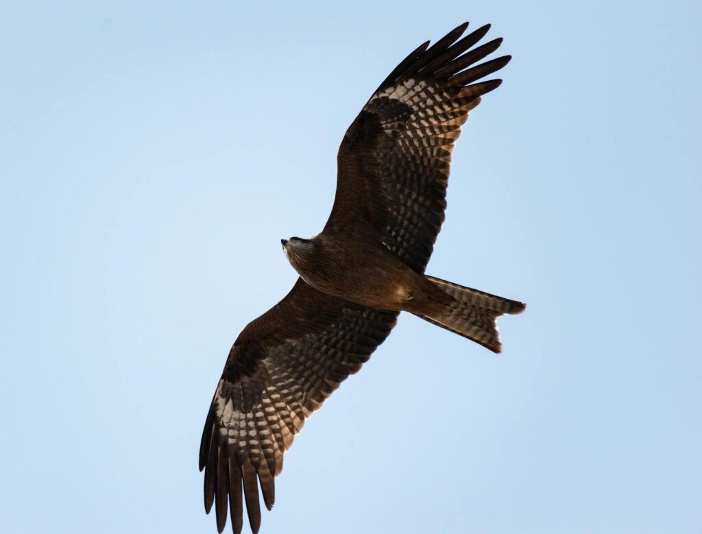 A close-up shot of a black kite flying high against a clear blue sky.