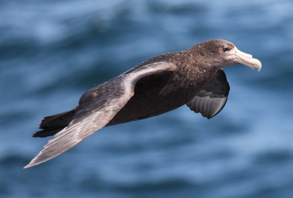 A Southern Giant Petrel flies over the ocean.