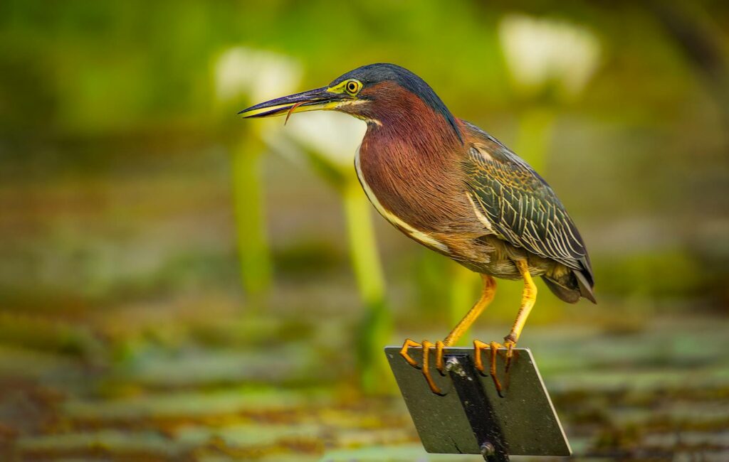 A Green heron stands alertly on a metal perch, its long beak slightly open.