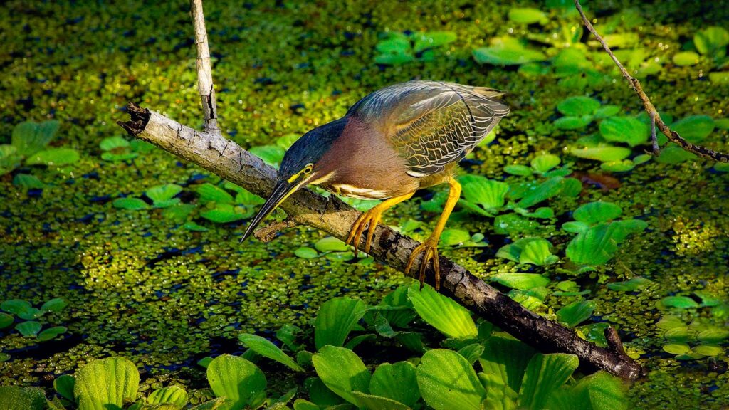 Green Heron crouching on a branch above leaf-covered marsh water