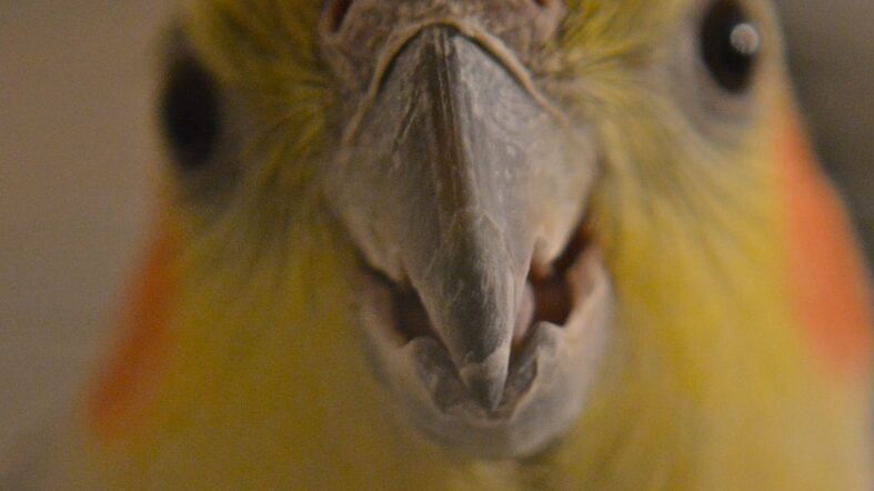 Close-up of bird beak