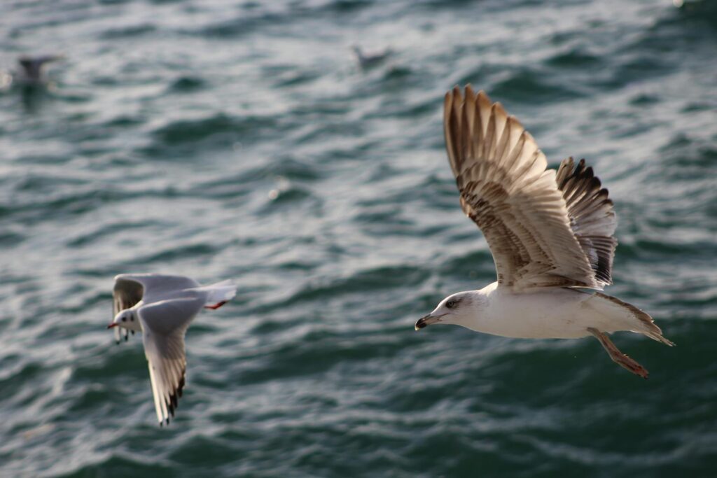 Seagulls soaring above the sea, showcasing graceful wings in mid-flight over turquoise waters.
