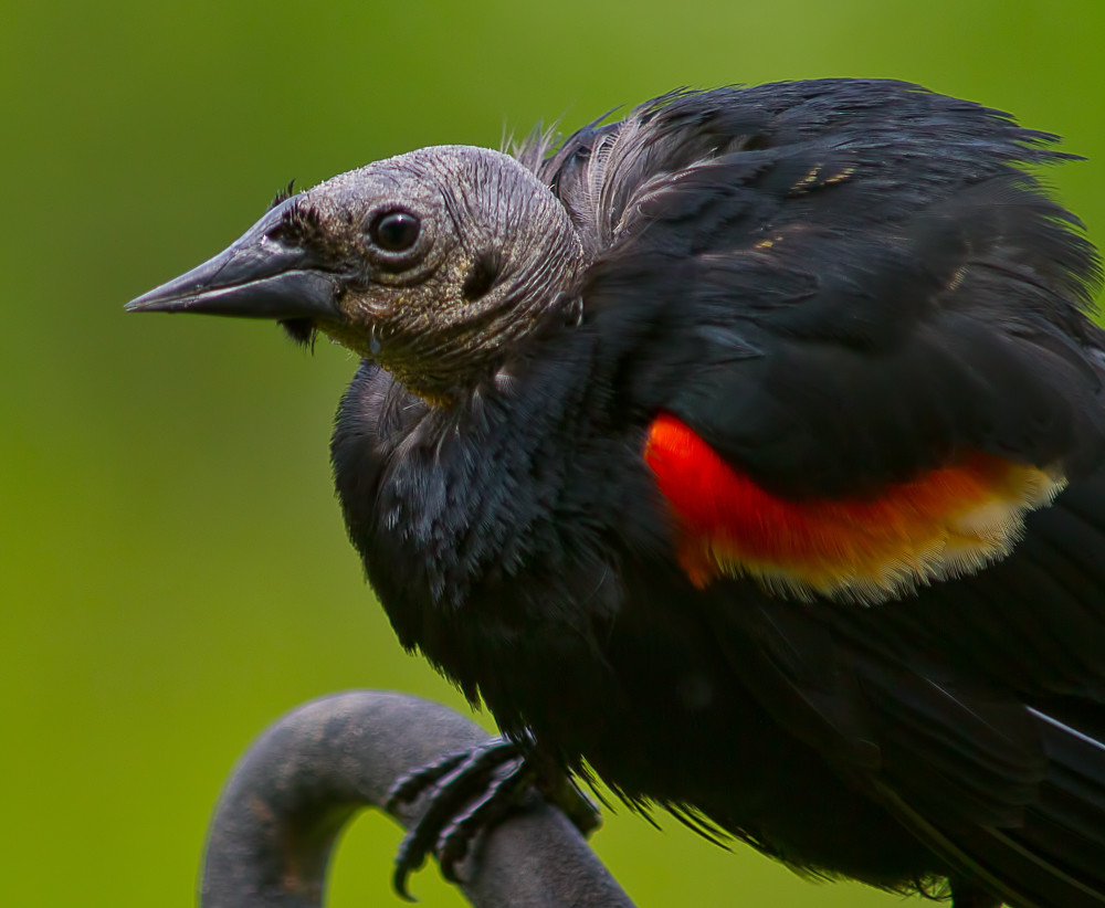 A male Red-winged Blackbird with a red and yellow patch on its wings.