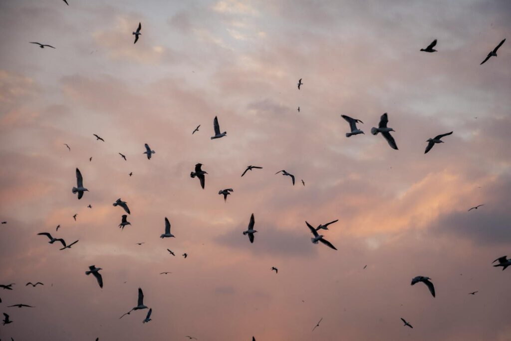 A serene view of a flock of birds silhouetted against a vibrant sunset sky with clouds.