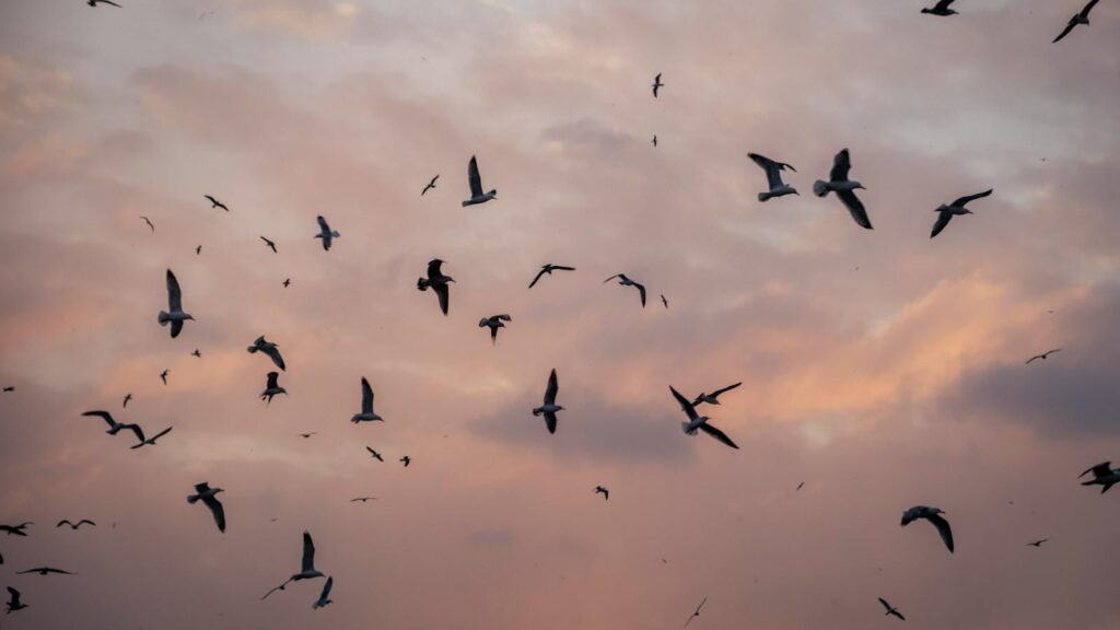 A serene view of a flock of birds silhouetted against a vibrant sunset sky with clouds.