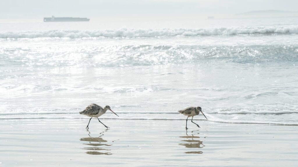 Two Bar-Tailed Godwits strolling along the serene Manhattan Beach shore.