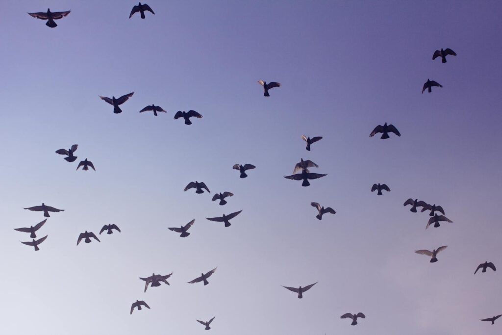 A serene scene of a flock of birds flying freely in a clear blue sky.