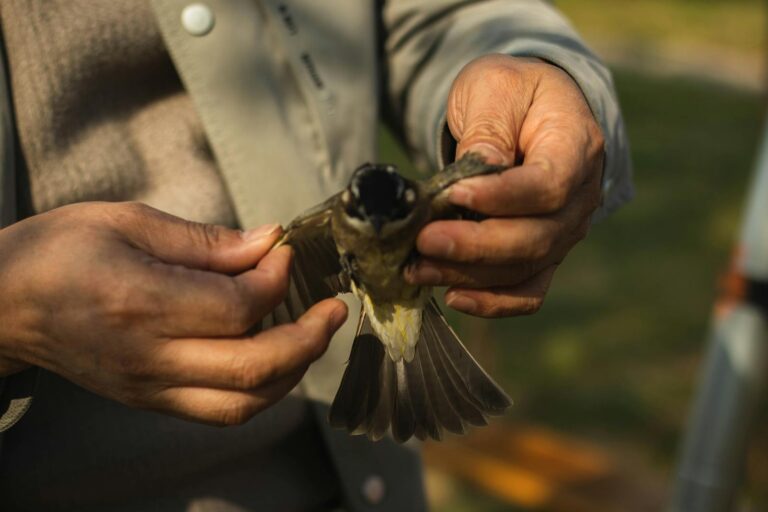 A person carefully holds a small bird outdoors.