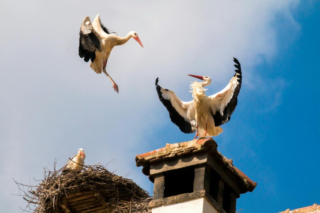 White storks on a rooftop nest with one flying against a clear blue sky.