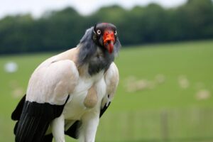 A King Vulture is perched, looking forward in a close-up shot.