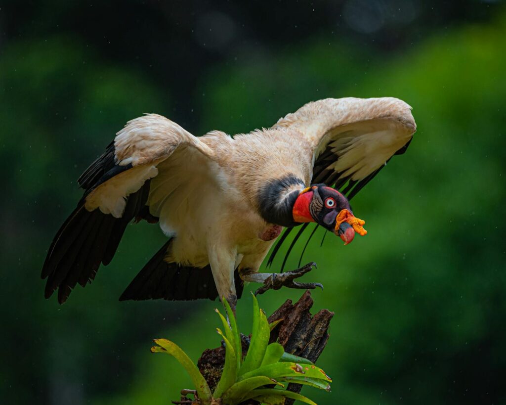 A striking king vulture with vibrant plumage perched on a branch against a lush green backdrop.