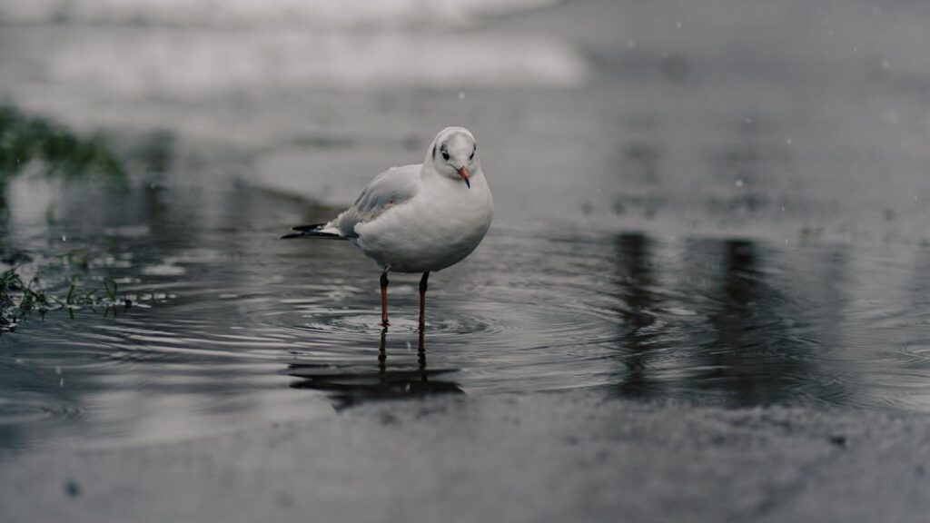 A seagull stands in a puddle during a rainy day.