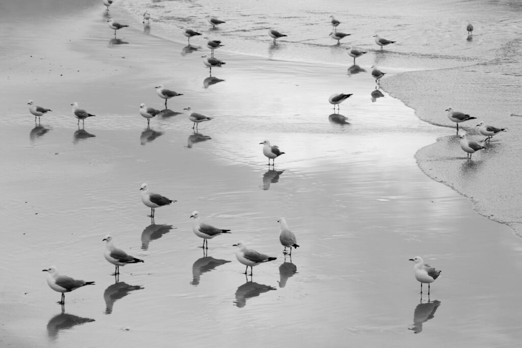 A monochrome image of seagulls reflecting on a serene beach, capturing the tranquil coastal atmosphere.