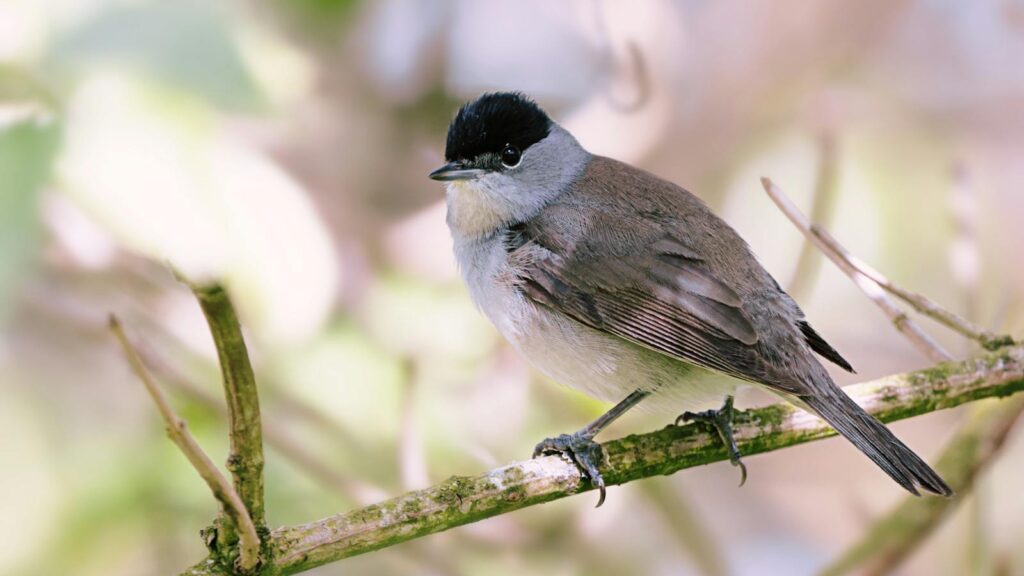Close-up of a Eurasian Blackcap bird perched on a tree branch