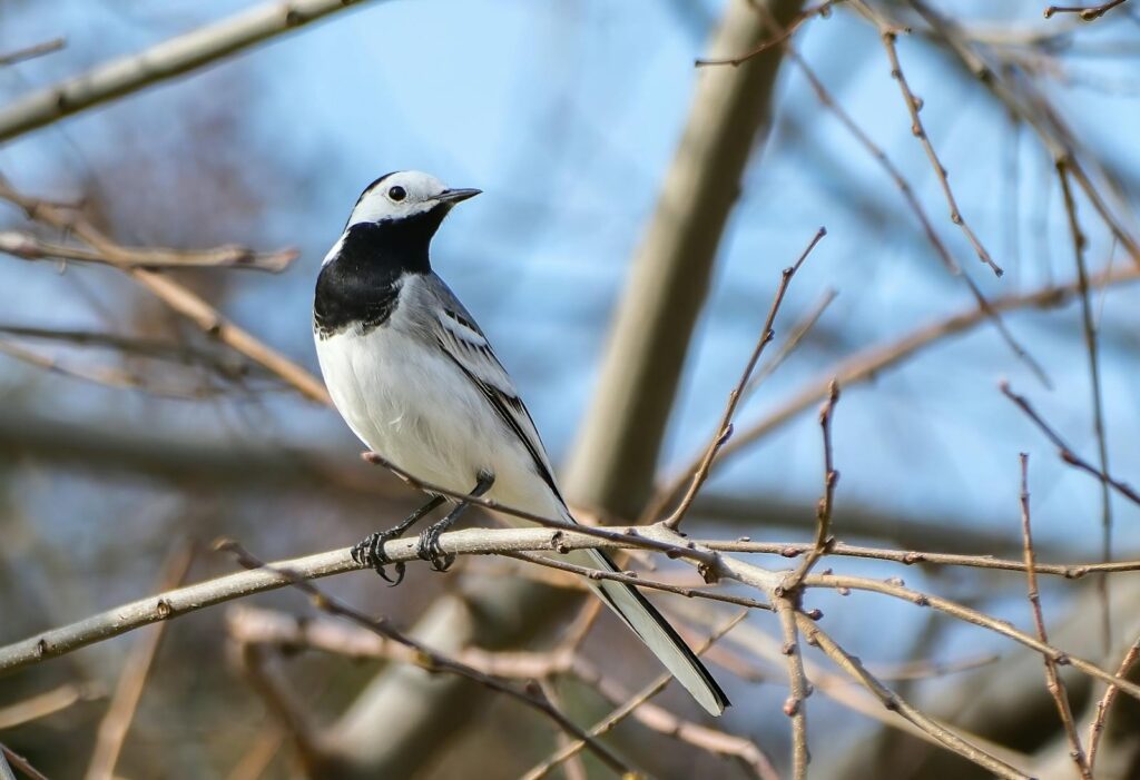 Close-up of a pied wagtail perched on bare branches against a blue sky in winter.