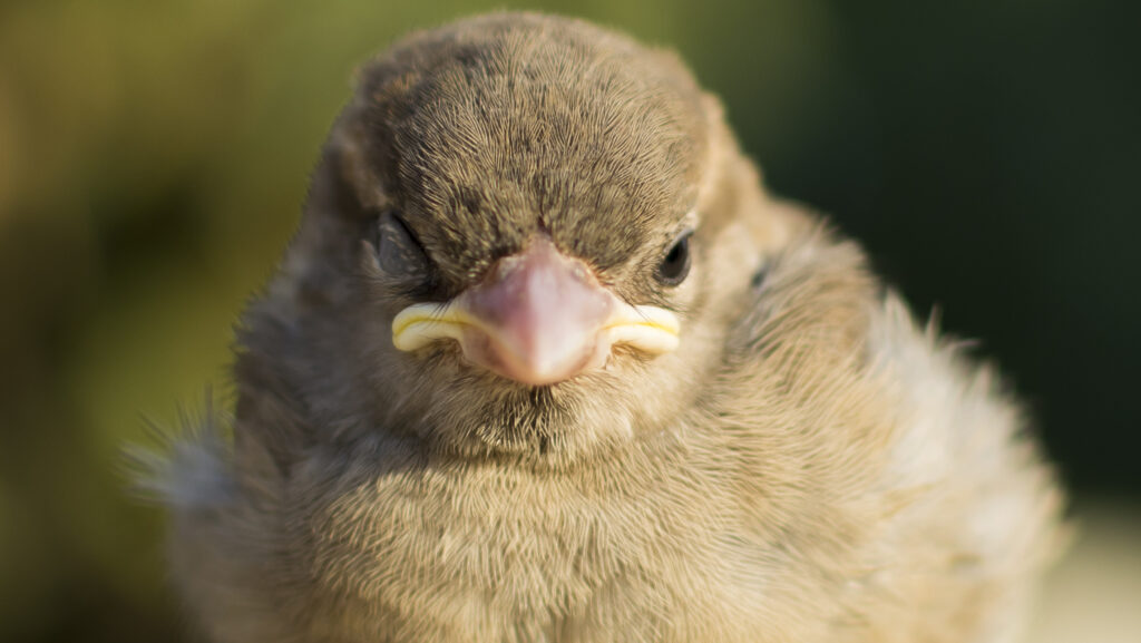 Young House Sparrow with one eye closed showing unihemispheric slow-wave sleep