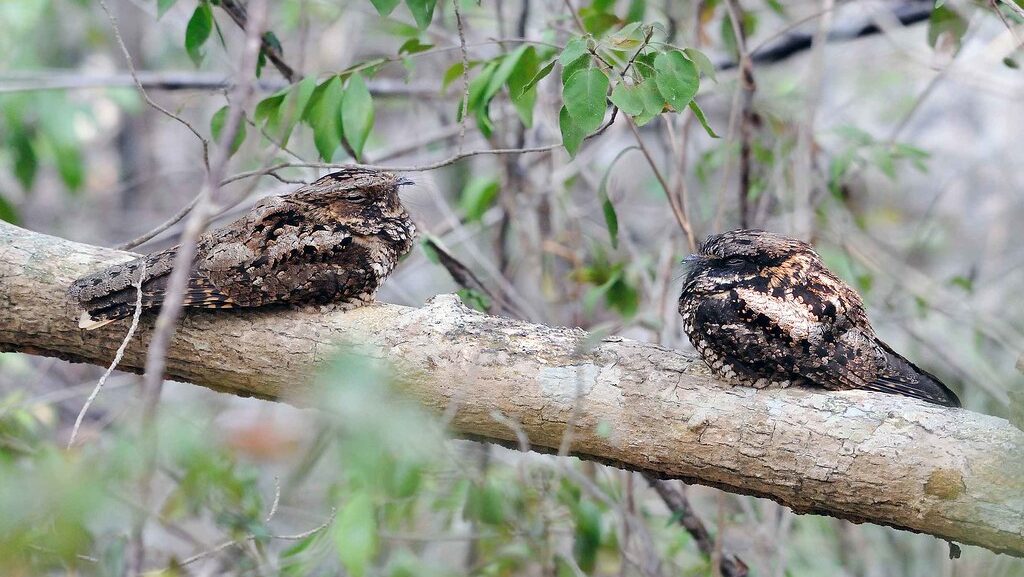 Two nightjars resting on a branch with closed eyes during daylight hours