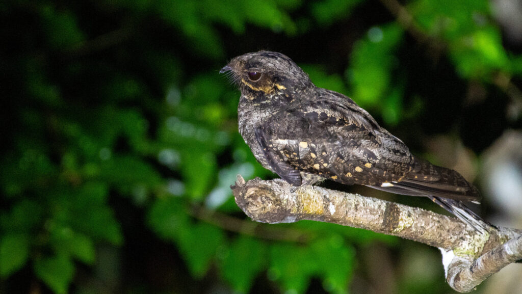 A nightjar with mottled brown and black plumage perches on a branch.