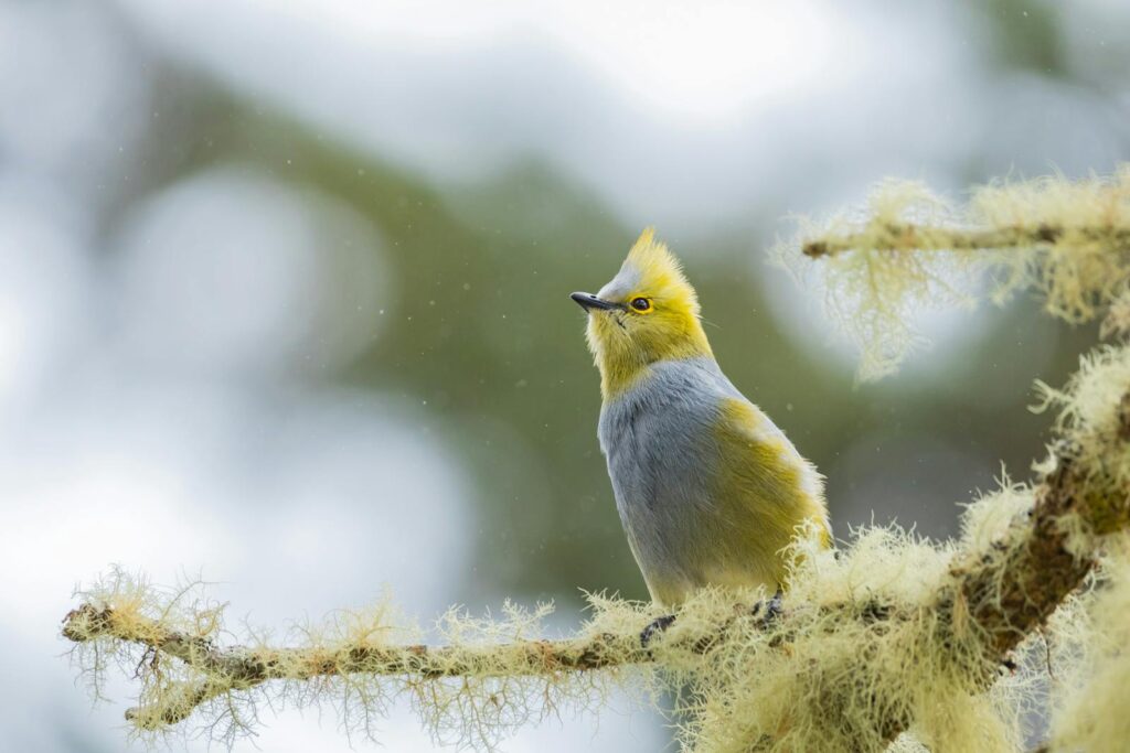 A graceful bird with yellow and gray plumage sits on a moss-covered branch, portraying serene wildlife.