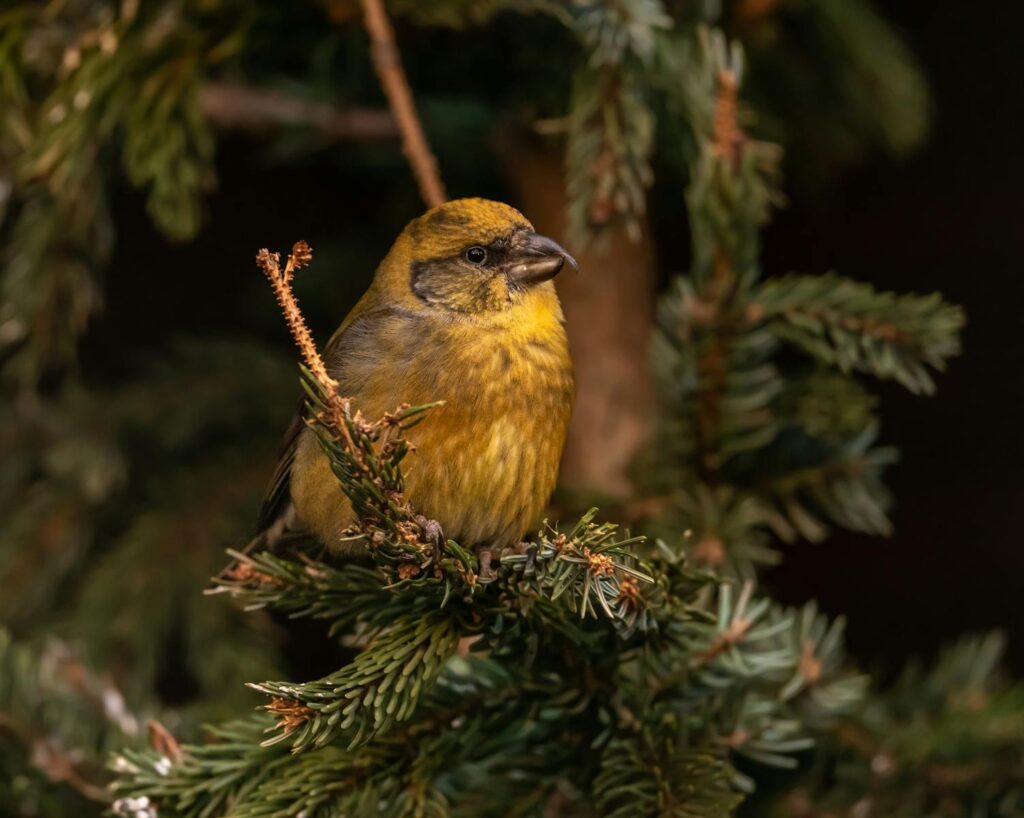 Detailed image of a red crossbill perched on a spruce branch, showcasing its plumage.