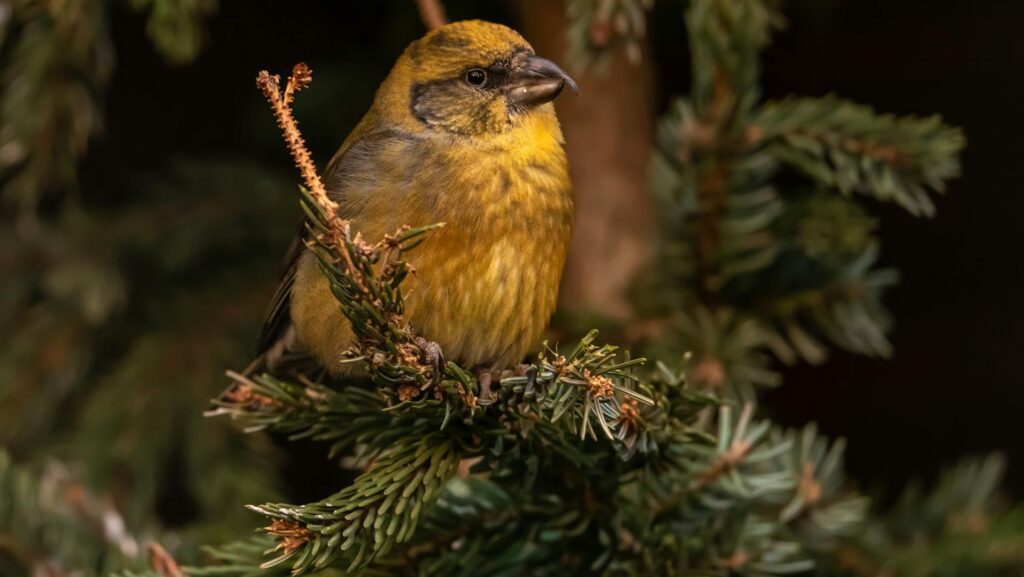 Detailed image of a red crossbill perched on a spruce branch, showcasing its plumage.