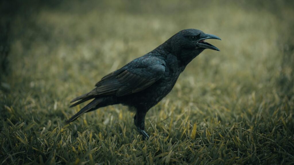 Crow standing on grass, cawing