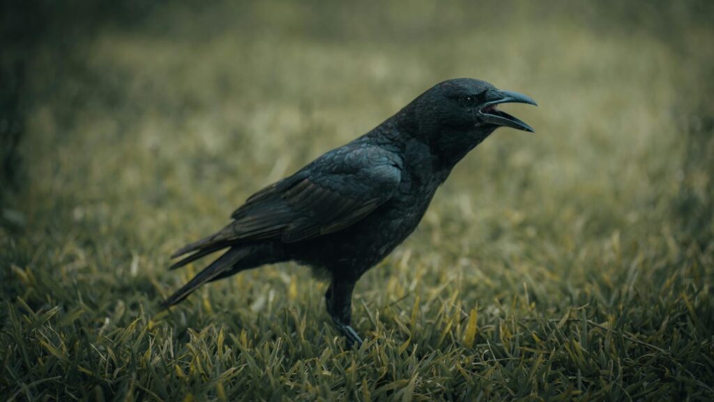 Crow on green grass, calling out with beak wide open