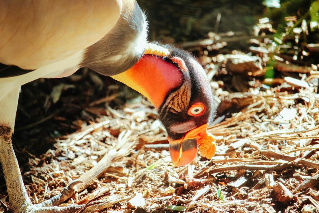 Detailed close-up of a King Vulture displaying its colorful features in a natural setting.