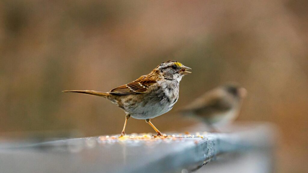 White-throated Sparrow singing on a wooden surface