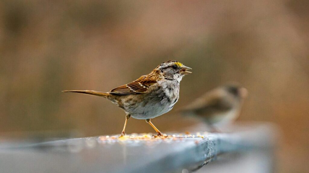 White-throated Sparrow singing on a wooden surface