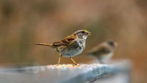 White-throated Sparrow singing on a wooden surface