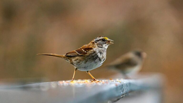 White-throated Sparrow singing on a wooden surface