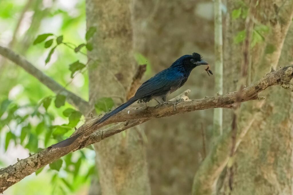 A Greater Racket-Tailed Drongo perched on a branch in a lush forest setting.