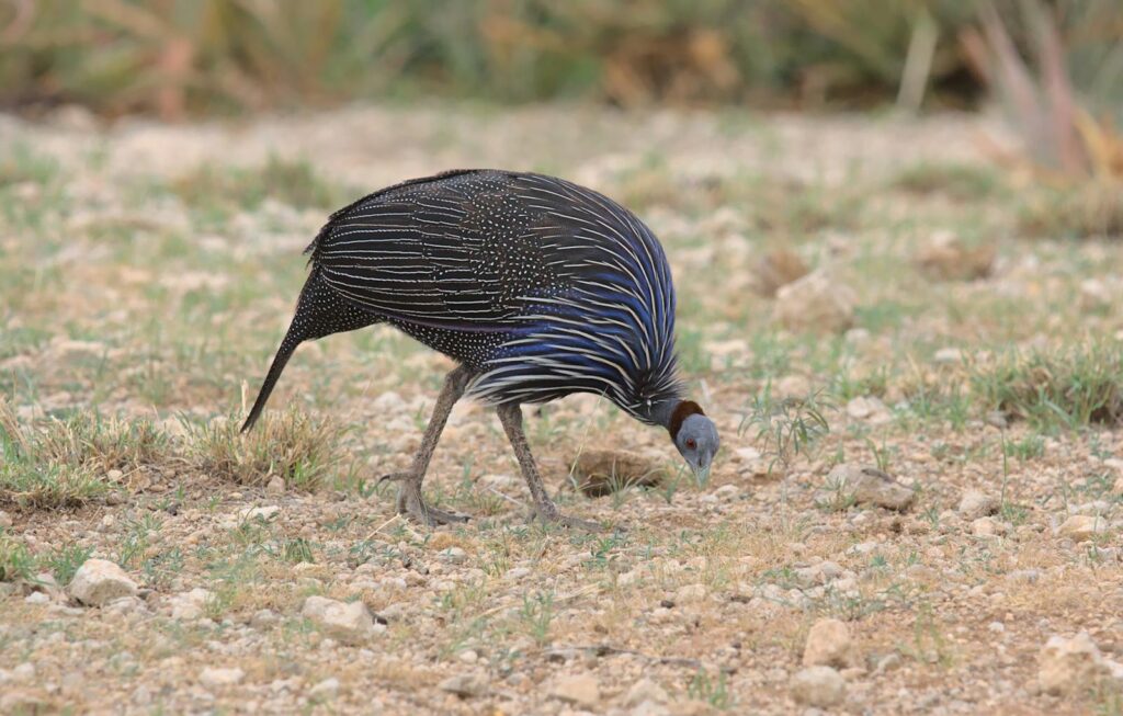 A Vulturine Guineafowl forages on the ground in Papua New Guinea.