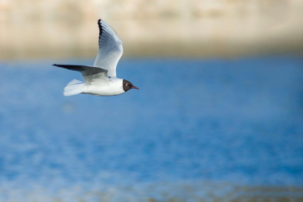 A close-up shot of a Black-Headed Gull flying gracefully over a body of water.