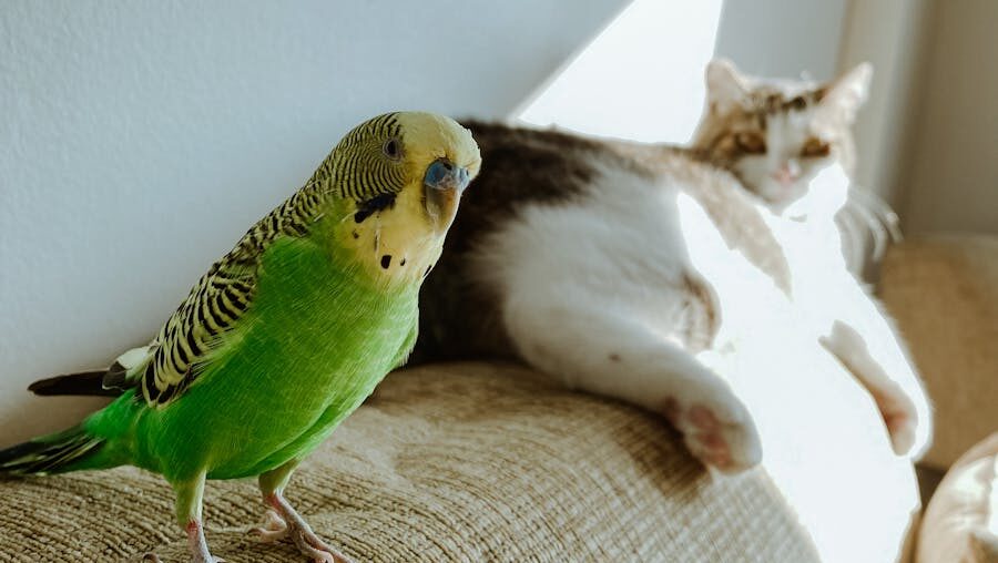 Cute parrot and relaxed cat lounging together on sunny sofa at home