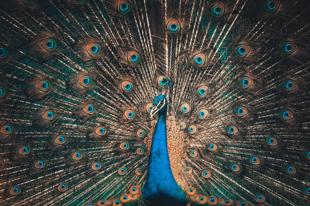 A peacock displays its ornate and iridescent tail feathers.