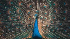 A peacock displays its ornate and iridescent tail feathers.