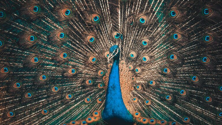 A peacock displays its ornate and iridescent tail feathers.