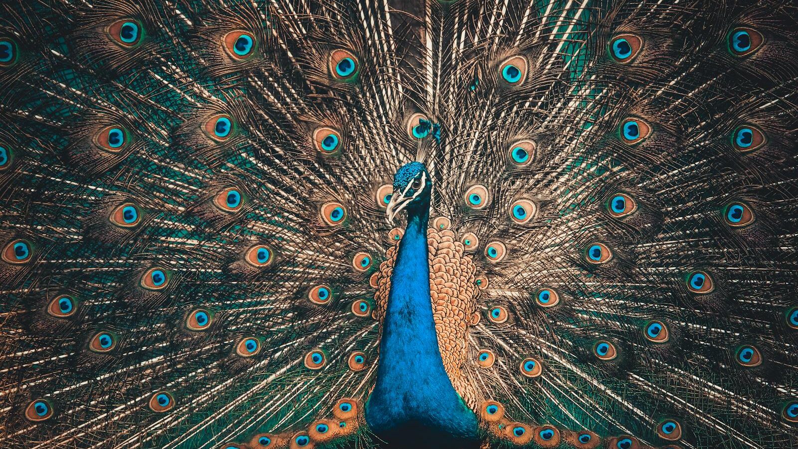 A peacock displays its ornate and iridescent tail feathers.